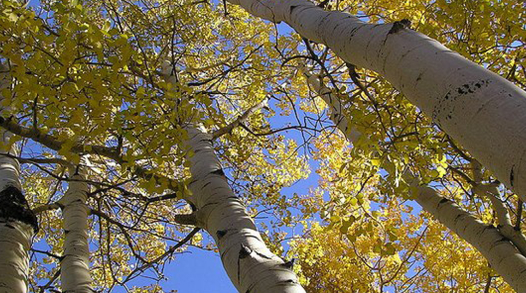 ΔΕΗ, Κόψιμο δέντρων, λεύκες