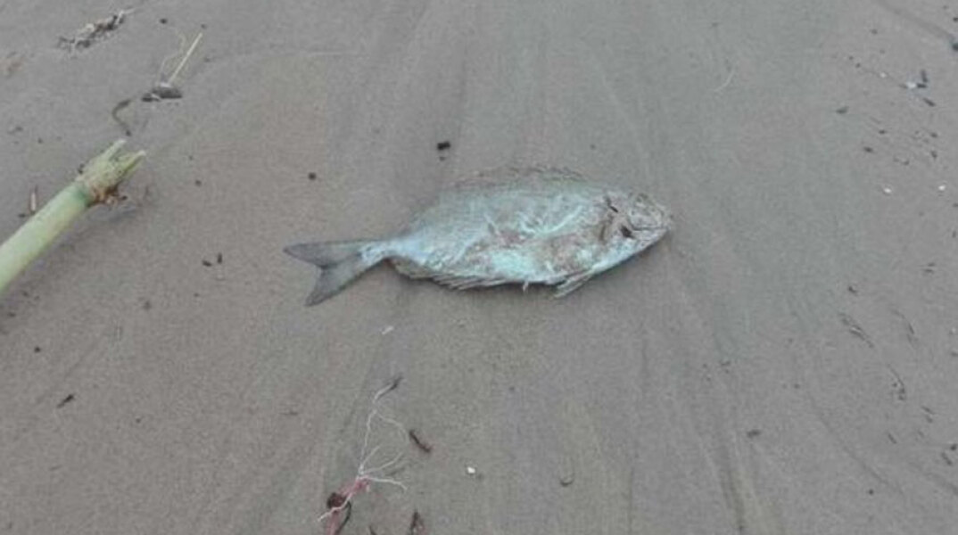 Κακοκαιρία στα Χανιά: Ψάρια βγήκαν στη στεριά