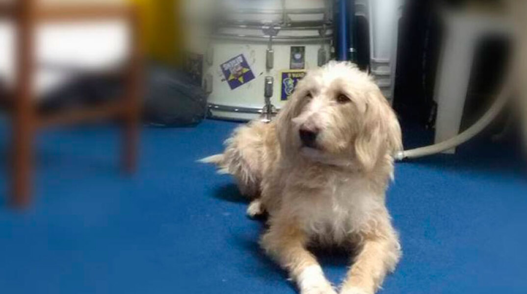 Η μασκότ του Αστέρα Τρίπολης