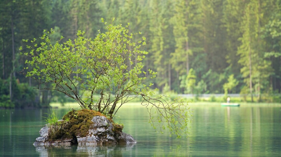 tree-lake.jpg