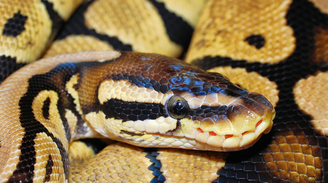 snake-660781_1920.jpg