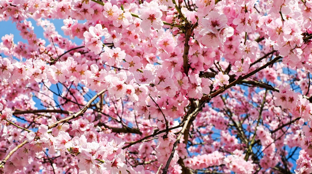 japanese-cherry-trees-3063992_1280.jpg
