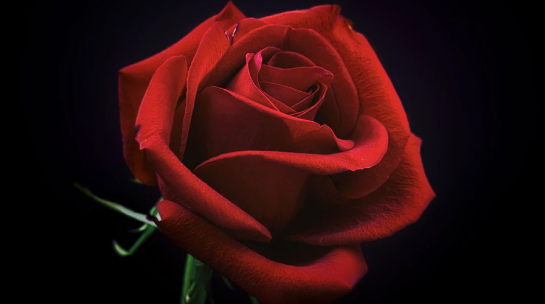 Τριαντάφυλλο