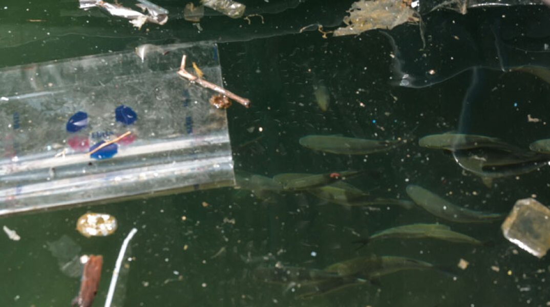 WWF / Ρύπανση