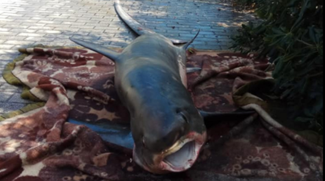 Έπιασαν καρχαριοειδές τριών μέτρων