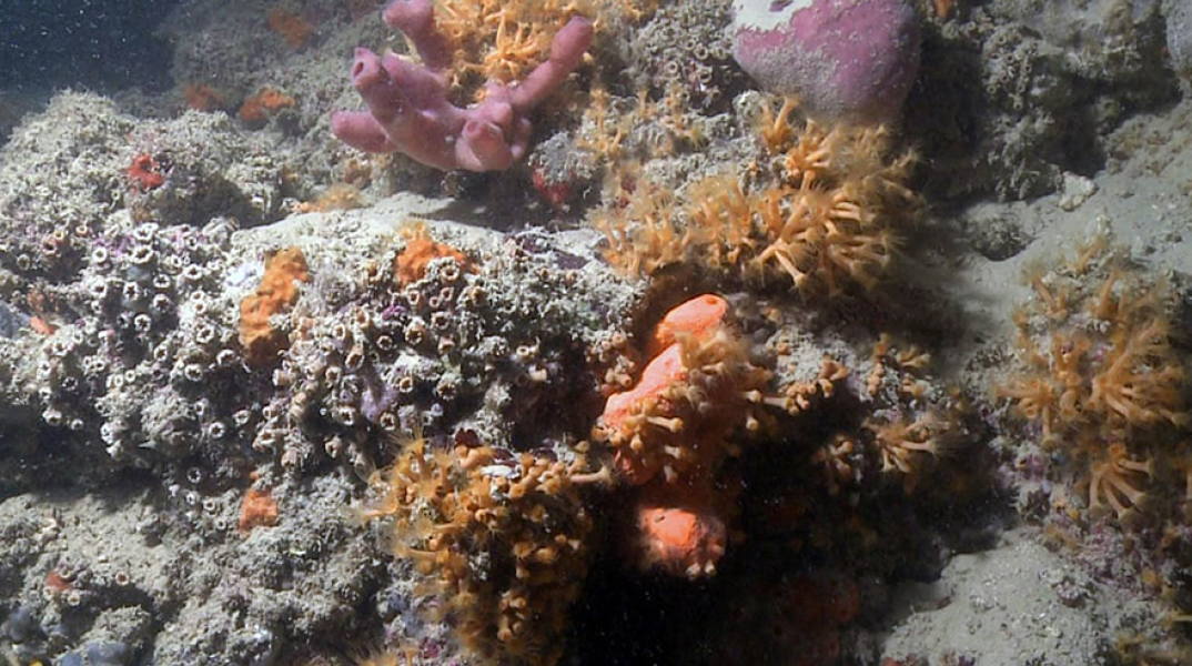 Κοραλλιογενής ύφαλος στη Μεσόγειο 