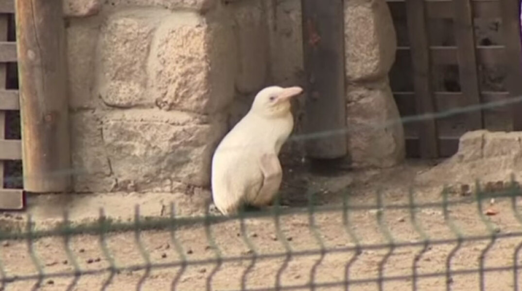 Σπάνιος αλμπίνος πιγκουίνος κλέβει την παράσταση