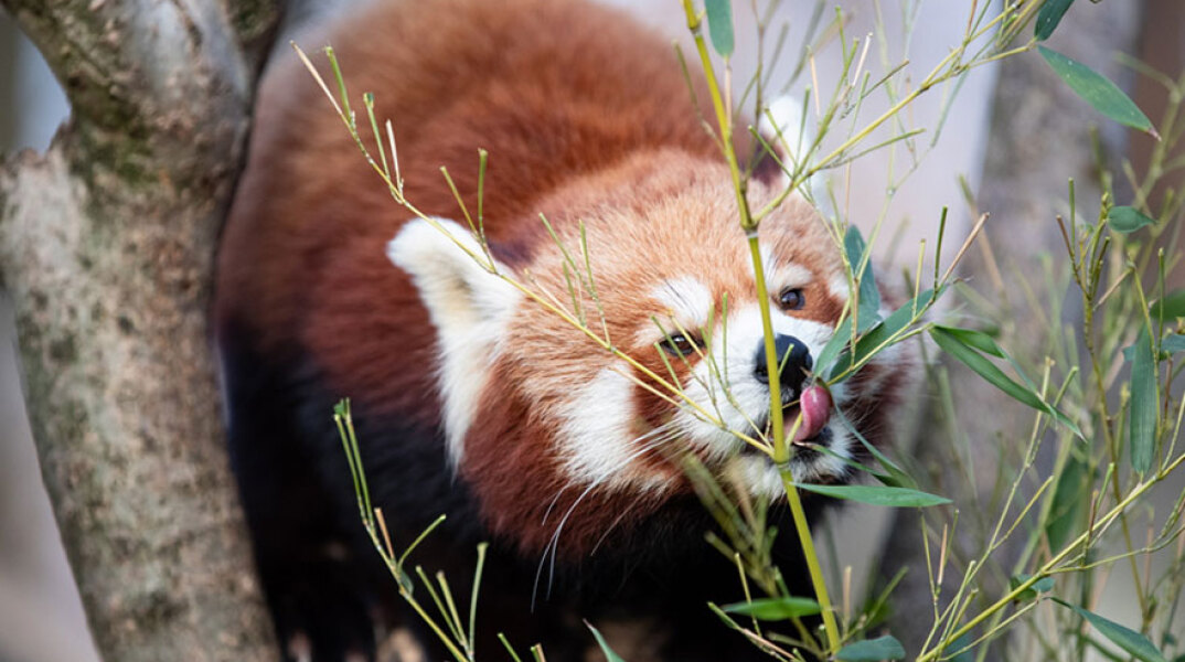 Κόκκινο πάντα
