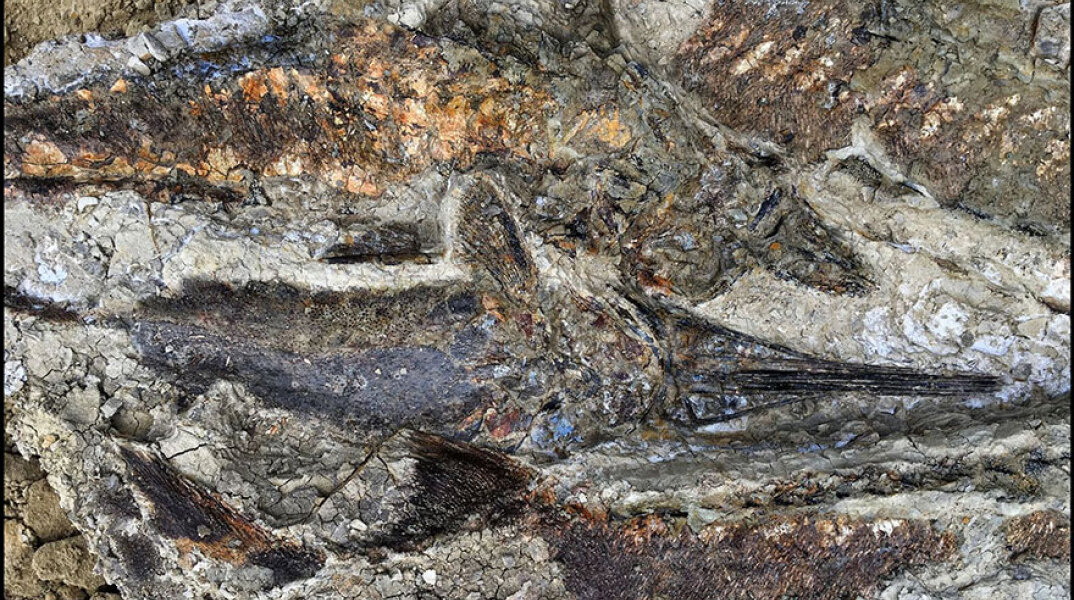 Απολιθωμένα ψάρια  