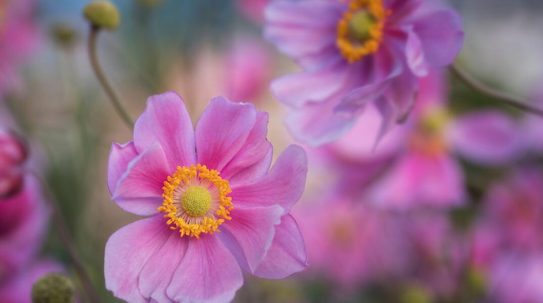 Ποιοι γιορτάζουν σήμερα 5 Απριλίου; Το εορτολόγιο της Athens Voice σου τους θυμίζει. Μην ξεχάσεις να τους δώσεις τις καλύτερες ευχές σου!