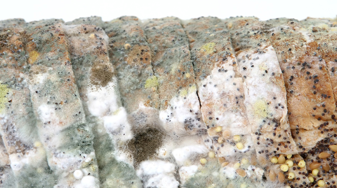 Μουχλιασμένο ψωμί