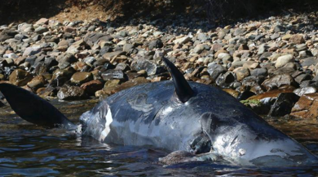 νεκρή φάλαινα
