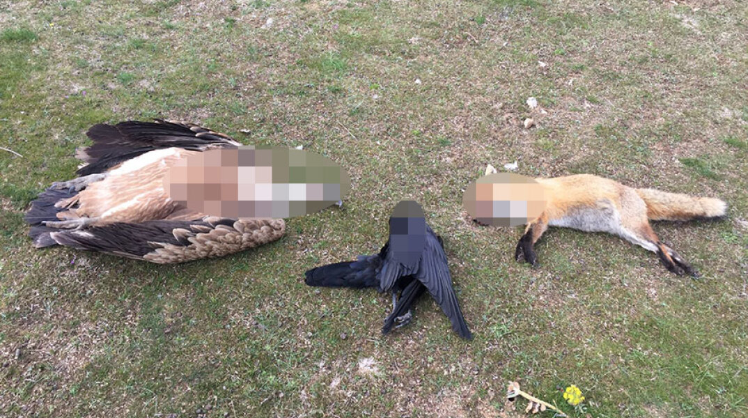 Δηλητηριασμένα ζώα στον Έβρο