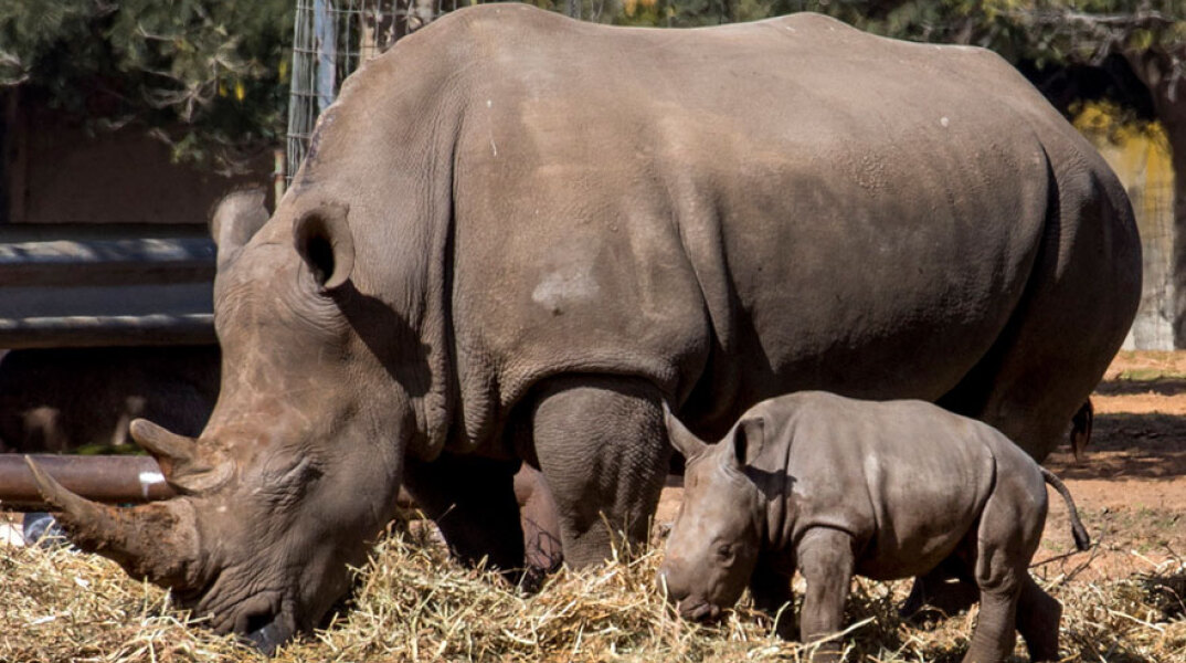 Λευκοί ρινόκεροι