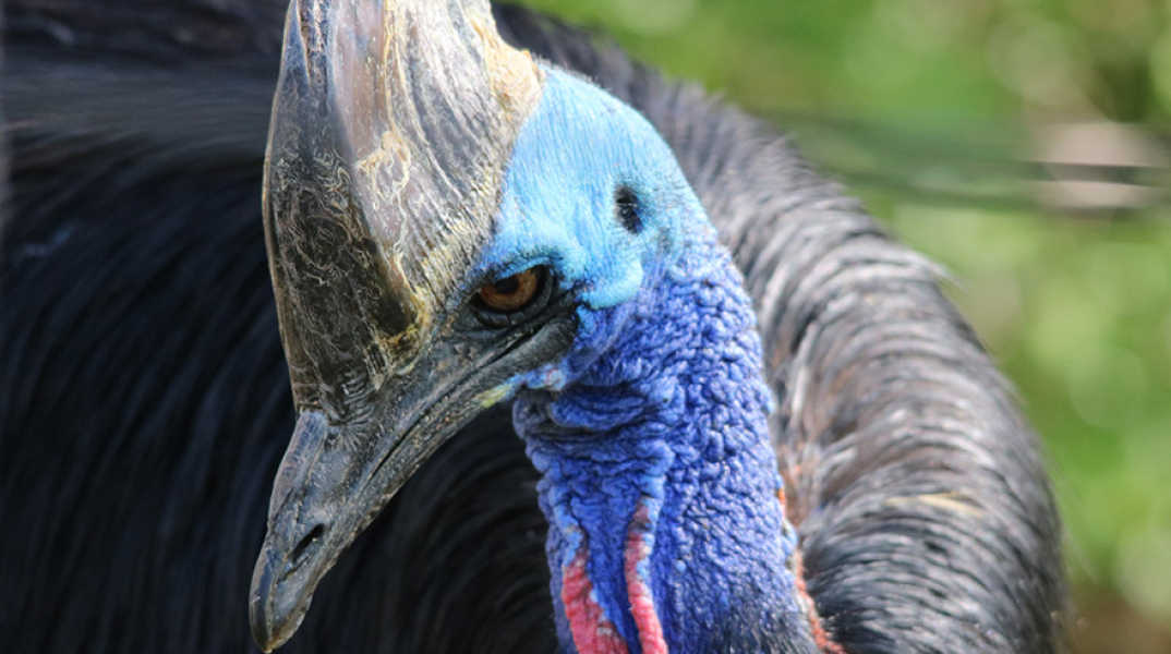 Κασουάριος