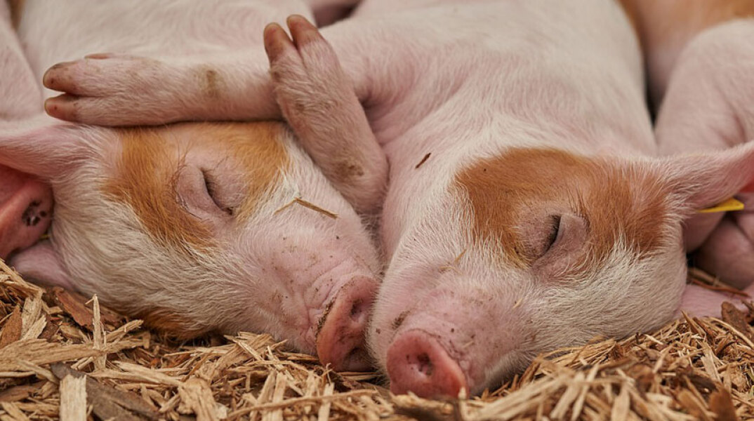 Επιστήμονες αποκατέστησαν μερικές λειτουργίες σε εγκεφάλους χοίρων