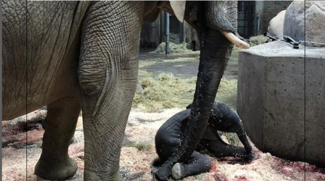 Γεννητούρια στο ζωολογικό κήπο