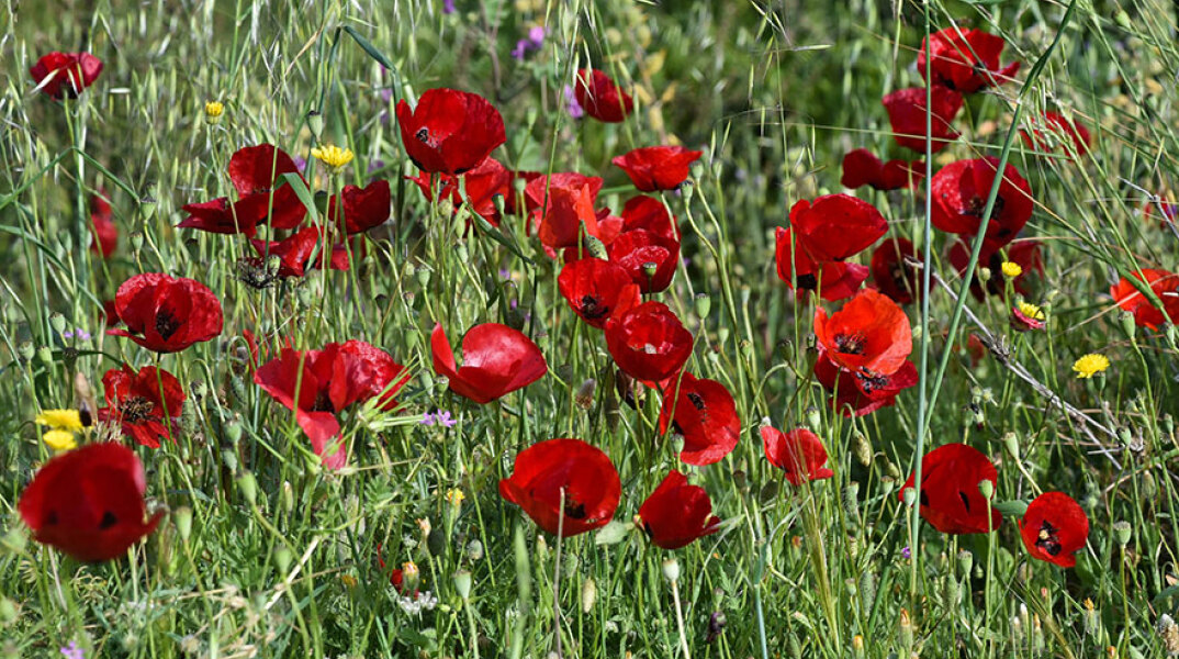 Παπαρούνες 
