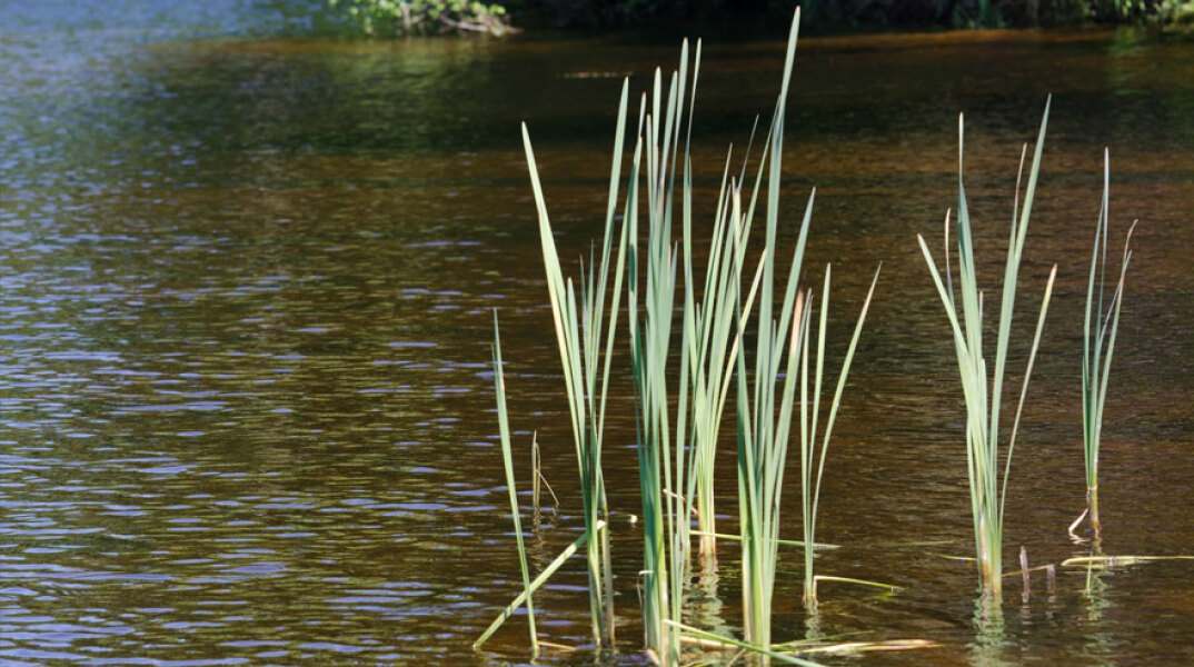 river-reeds2342.jpg