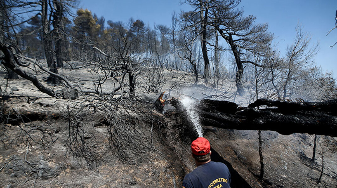 Δασική πυρκαγιά