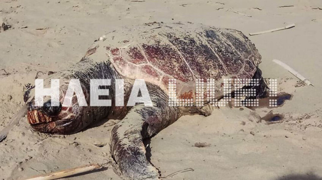 Νεκρές και χτυπημένες θαλάσσιες χελώνες στο Κατάκολο