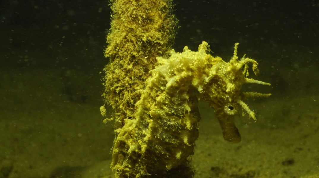 Χαλκιδική - Ιππόκαμπος