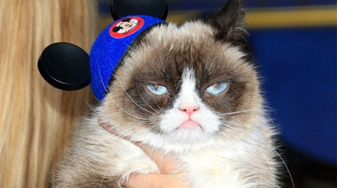 Grumpy Cat