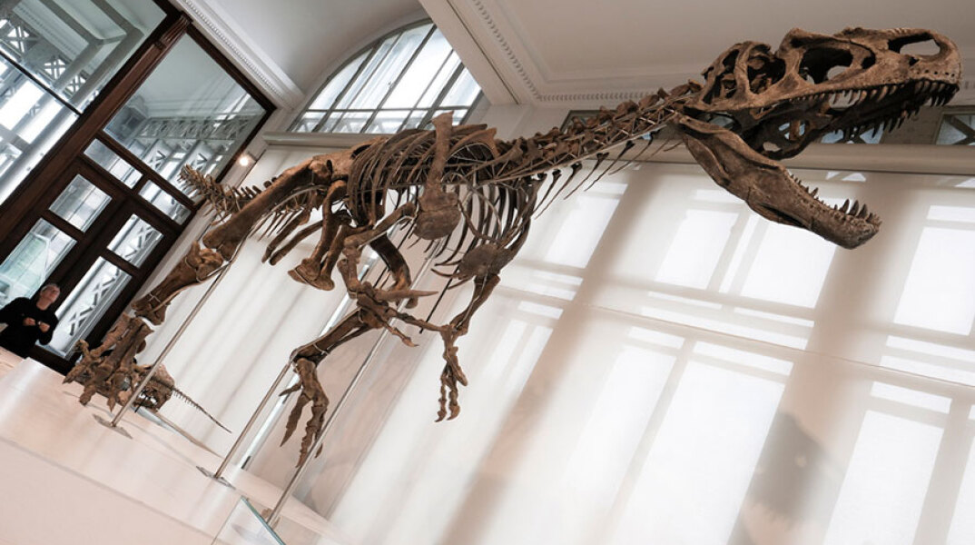 Σκελετός δεινοσαύρου