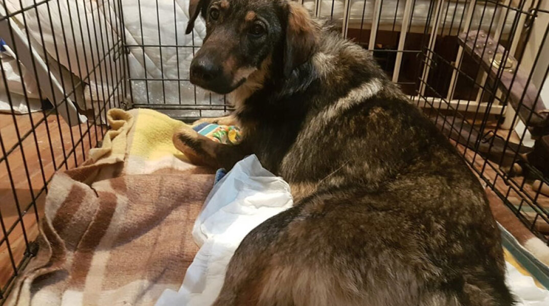 Η σκυλίτσα που πυροβολήθηκε στην Κέρκυρα