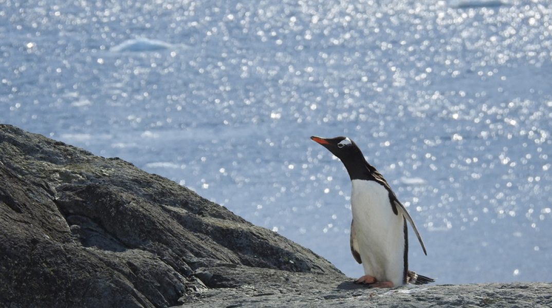 Ανταρκτική