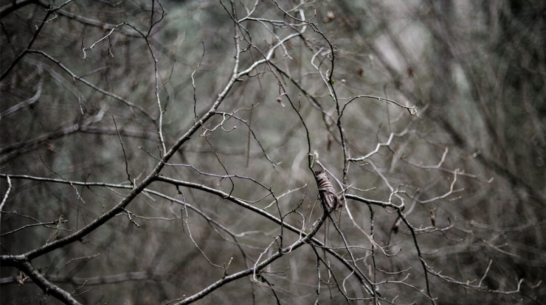 Κλαδιά δέντρου