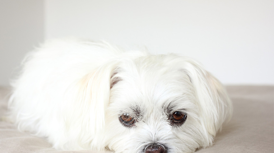 Κουτάβι Σιχ Τσου.jpg