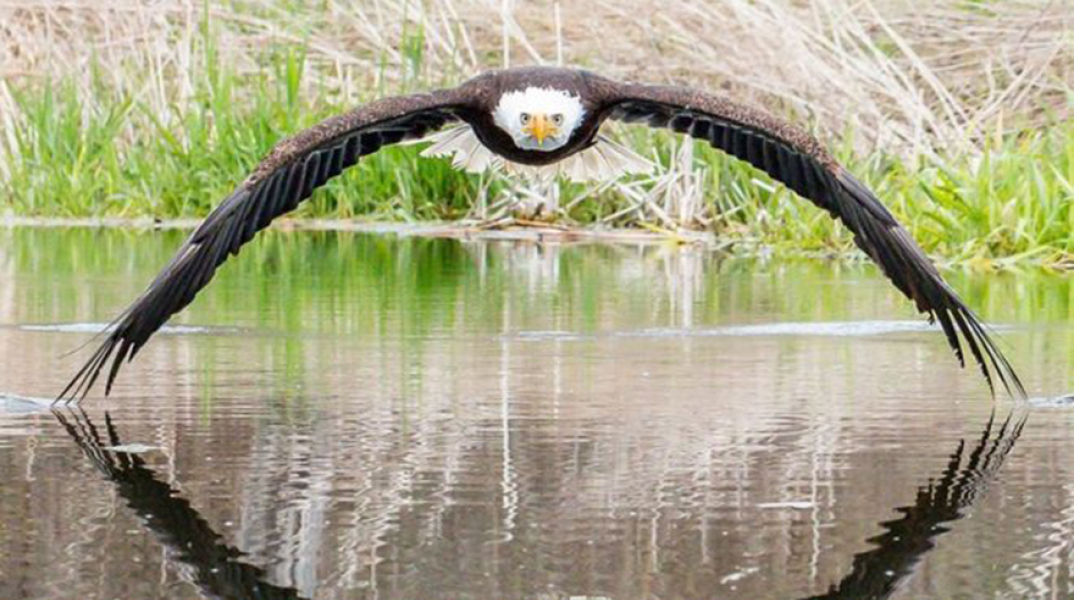 Φαλακρός αετός