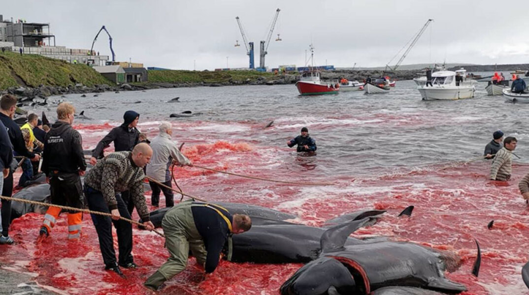 feroe-killing-whales