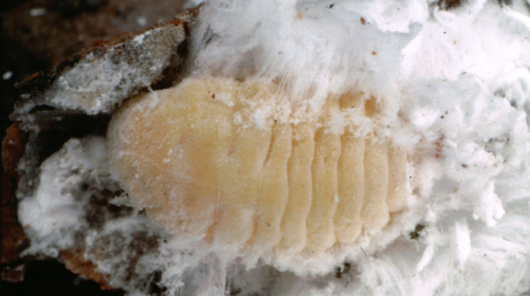 Marchalina hellenica