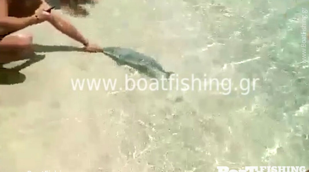 Λαγοκέφαλο δαγκώνει λουόμενο στην Κάρπαθο