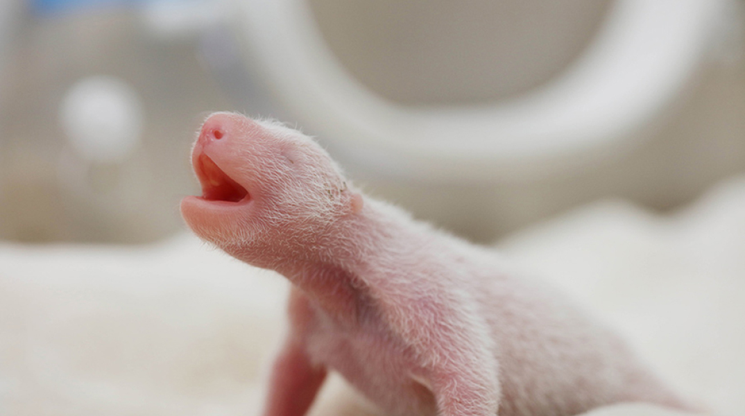 Γέννηση του πρώτου πάντα του έτους