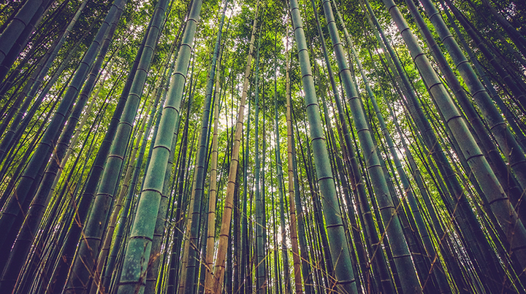 Τροπικά δάση