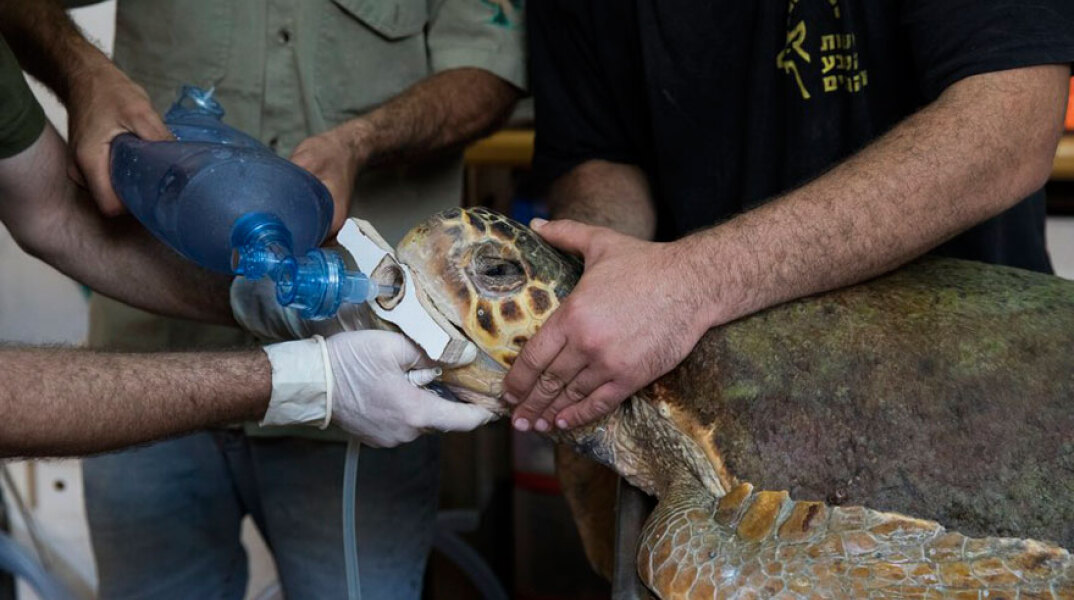 Θαλάσσια χελώνα