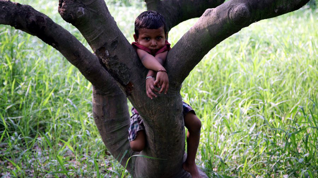 Ινδία, φρούτα λίτσι