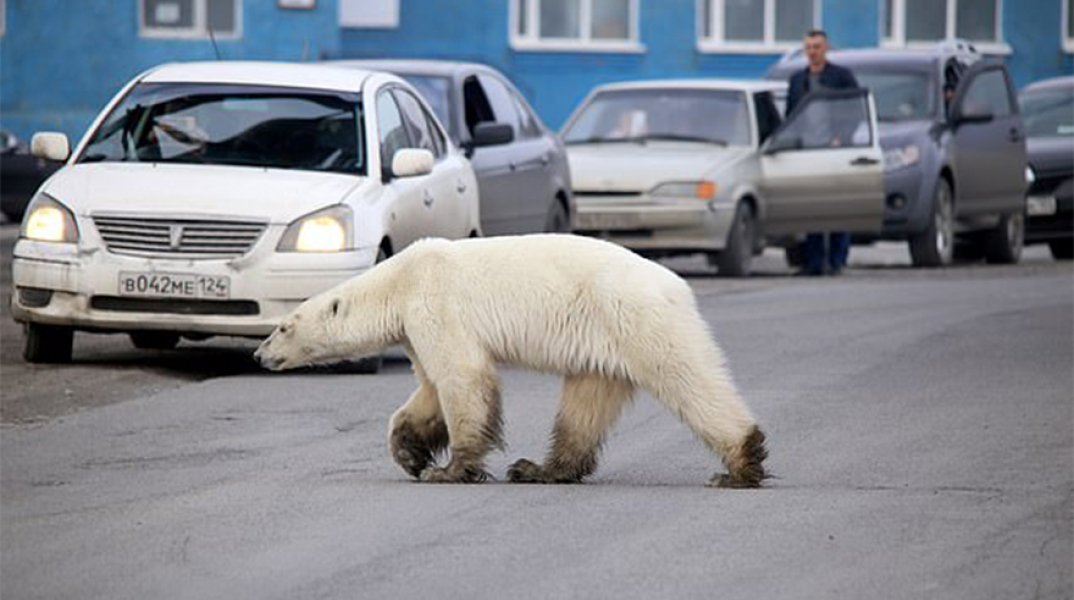 Πολική αρκούδα