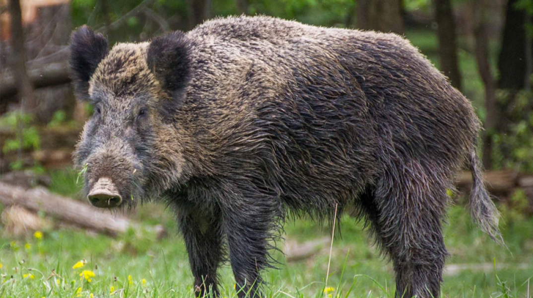 Αγριογούρουνο