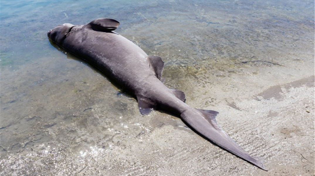 Καρχαρίας στη Ρόδο