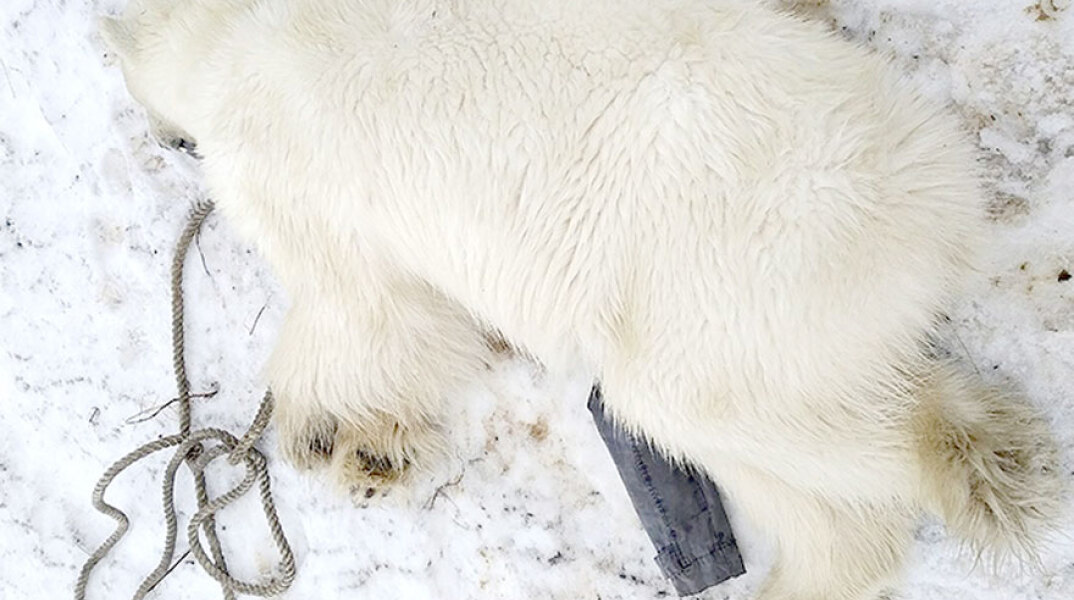 Πολική αρκούδα