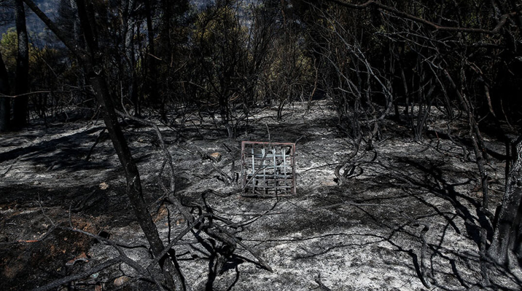 Δασική πυρκαγιά