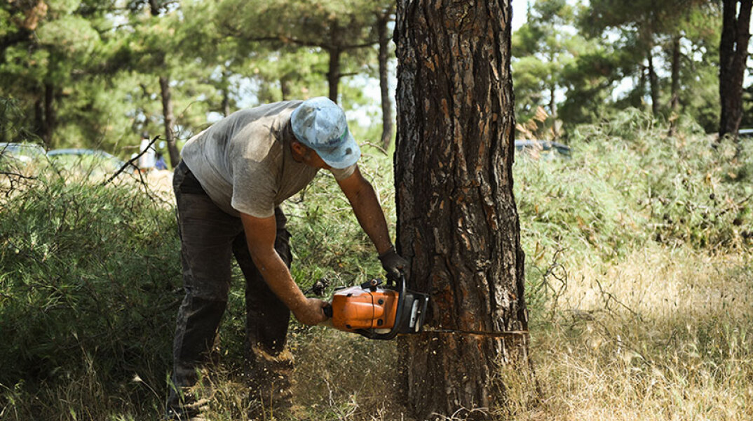Εργασίες υλοτόμησης και καθαρισμού στο «νεκρό» κομμάτι του Σέιχ Σου από το φλοιοφάγο έντομο