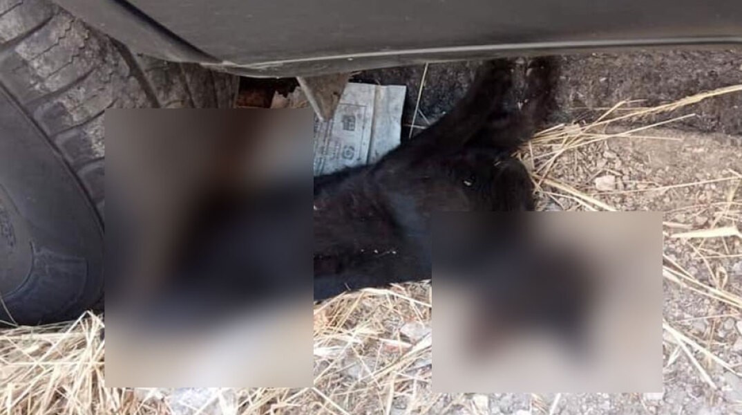 Οδηγός στην Πάτρα πάρκαρε το όχημα πάνω σε γάτα