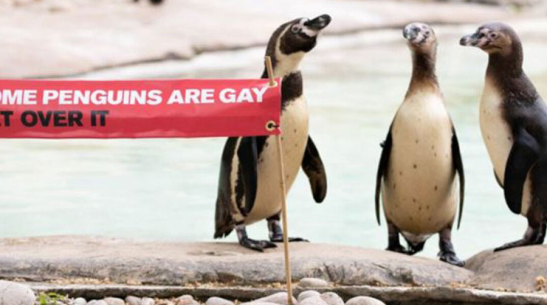 penguins-gay