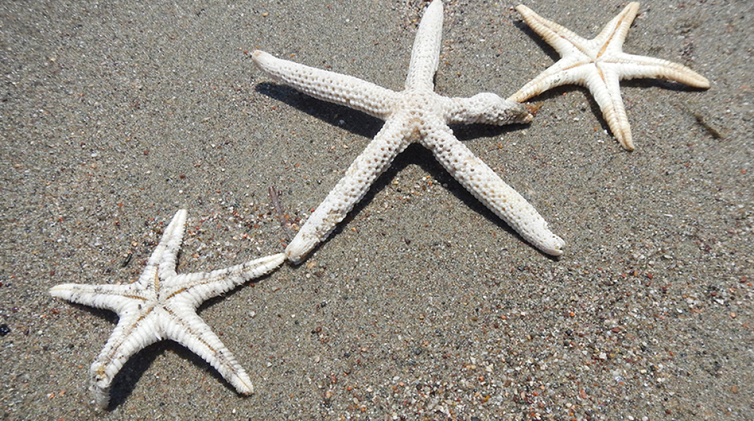 Αστερίες στην άμμο