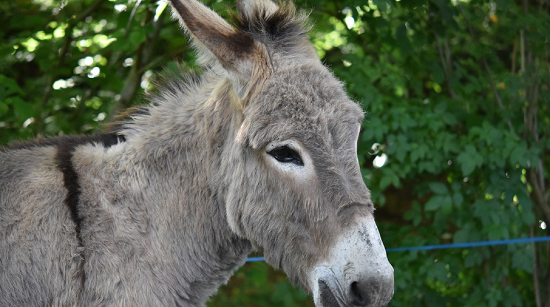 Γάιδαρος, κακοποίηση 